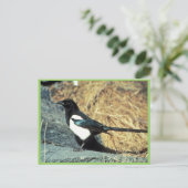 Schwarzschnabelmagpie steht auf Felsen Postkarte (Stehend Vorderseite)