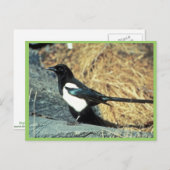 Schwarzschnabelmagpie steht auf Felsen Postkarte (Vorne/Hinten)