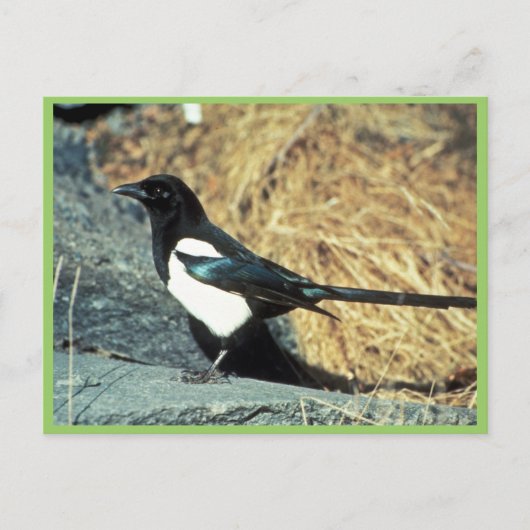 Schwarzschnabelmagpie steht auf Felsen Postkarte (Vorderseite)
