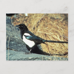 Schwarzschnabelmagpie steht auf Felsen Postkarte