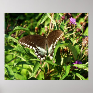 Schwarzschwalbenschwanz-Schmetterling Naturfotogra Poster