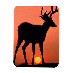 Schwarzschwanz oder Mule Dee Olympischer Nationa Magnet