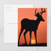 Schwarzschwanz oder Mule Dee | Olympischer Nationa Postkarte (Vorne/Hinten)