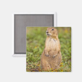 Schwarzschwanz-Präriehund Cynomys Magnet (Vorderseite/Rückseite)