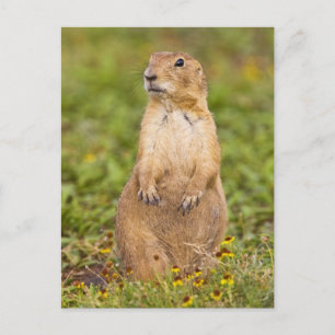 Schwarzschwanz-Präriehund Cynomys Postkarte