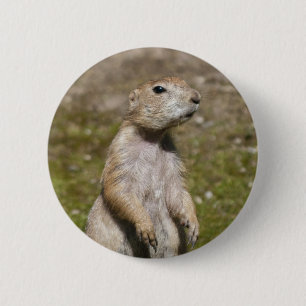 Schwarzschwanz-Präriehund-Wildfotografie Button