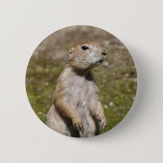 Schwarzschwanz-Präriehund-Wildfotografie Button (Vorderseite)