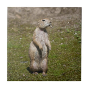 Schwarzschwanz-Präriehund-Wildfotografie Fliese