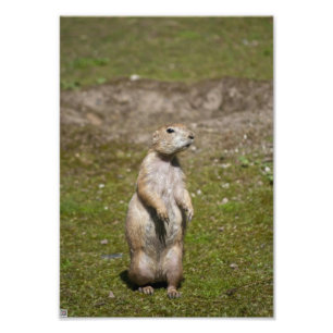 Schwarzschwanz-Präriehund-Wildfotografie Fotodruck