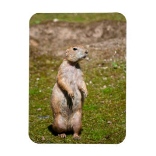 Schwarzschwanz-Präriehund-Wildfotografie Magnet