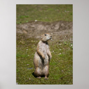 Schwarzschwanz-Präriehund-Wildfotografie Poster