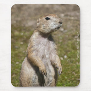 Schwarzschwanz-Präriehund-Wildtierfoto Mousepad