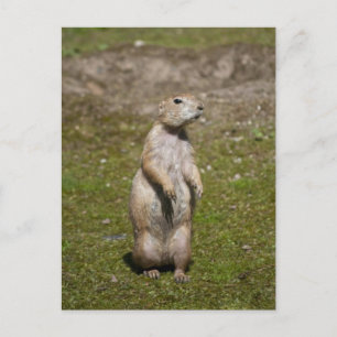 Schwarzschwanz-Präriehund-Wildtierfoto Postkarte