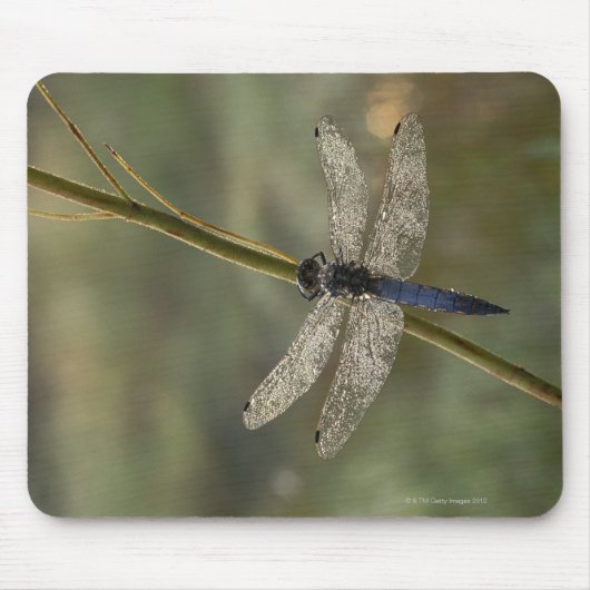 Schwarzschwänzchen Mousepad (Vorne)