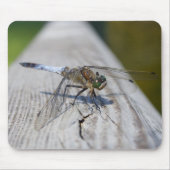 Schwarzschwänzchen Mousepad (Vorne)