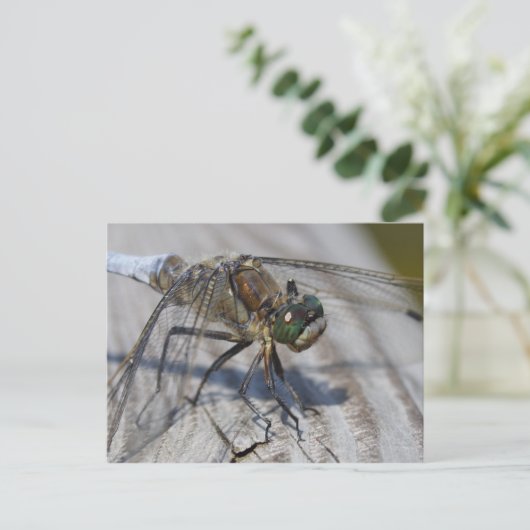 Schwarzschwänzchen Postkarte (Stehend Vorderseite)