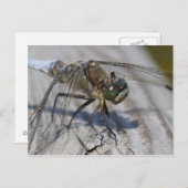 Schwarzschwänzchen Postkarte (Vorne/Hinten)