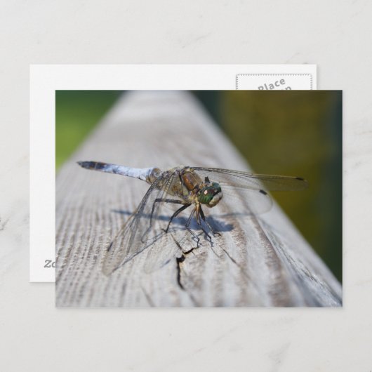 Schwarzschwänzchen Postkarte (Vorne/Hinten)
