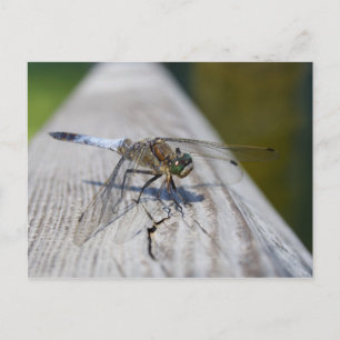 Schwarzschwänzchen Postkarte