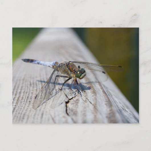 Schwarzschwänzchen Postkarte (Vorderseite)