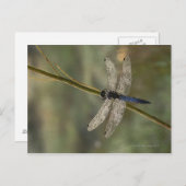 Schwarzschwänzchen Postkarte (Vorne/Hinten)