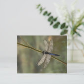 Schwarzschwänzchen Postkarte (Stehend Vorderseite)