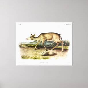 Schwarzschwänzer, Mule Deer von Audubon Leinwanddruck