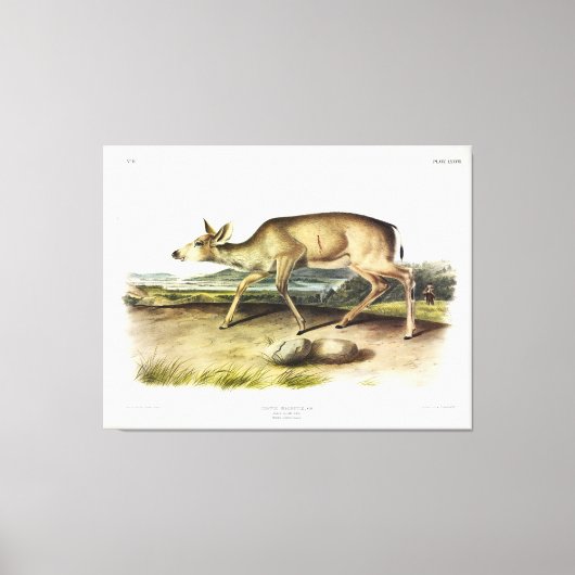 Schwarzschwänzer, Mule Deer von Audubon Leinwanddruck (Vorderseite)