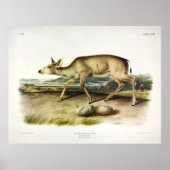 Schwarzschwänzer, Mule Deer von Audubon Poster (Vorne)