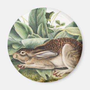 Schwarzschwanzhase (Lepus negricaudatus) Magnet