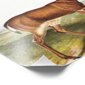 Schwarzschwanzhirsche (Cervus Richardsonii) Fotodruck (Ecke)