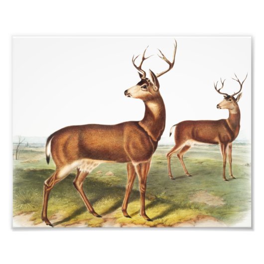 Schwarzschwanzhirsche (Cervus Richardsonii) Fotodruck (Vorne)