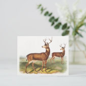 Schwarzschwanzhirsche (Cervus Richardsonii) Postkarte (Stehend Vorderseite)