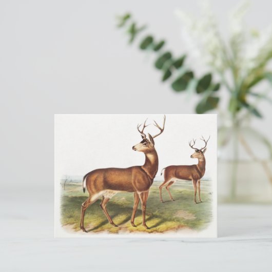 Schwarzschwanzhirsche (Cervus Richardsonii) Postkarte (Stehend Vorderseite)