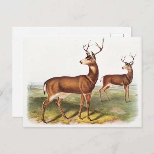 Schwarzschwanzhirsche (Cervus Richardsonii) Postkarte (Vorne/Hinten)