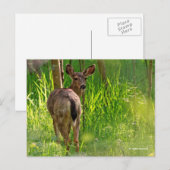 Schwarzschwanzhirsche im Wald Postkarte (Vorne/Hinten)