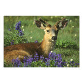 Schwarzschwanzhirsche, Odocoileus hemionus Fotodruck (Vorne)