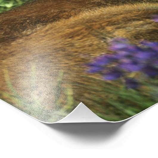 Schwarzschwanzhirsche, Odocoileus hemionus Fotodruck (Ecke)