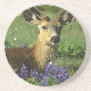 Schwarzschwanzhirsche, Odocoileus hemionus Getränkeuntersetzer