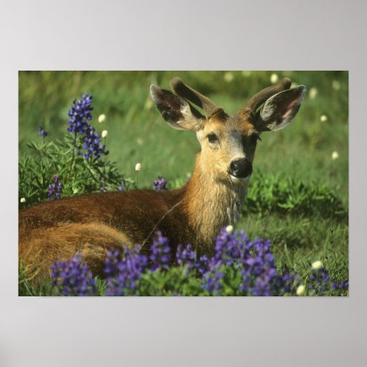 Schwarzschwanzhirsche, Odocoileus hemionus), in Poster (Vorne)