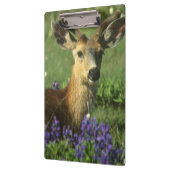 Schwarzschwanzhirsche, Odocoileus hemionus Klemmbrett (Links)