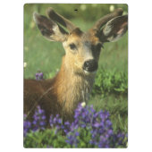 Schwarzschwanzhirsche, Odocoileus hemionus Klemmbrett (Rückseite)