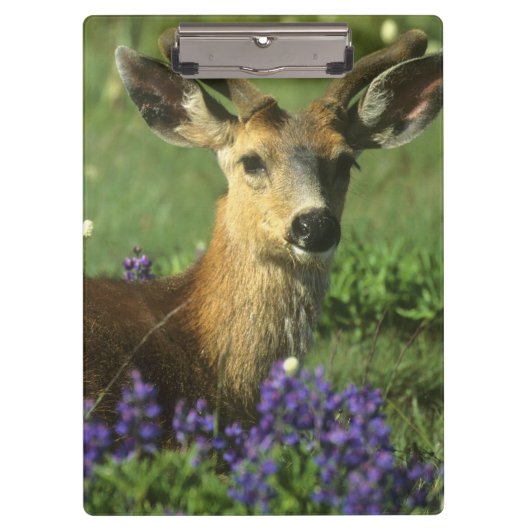 Schwarzschwanzhirsche, Odocoileus hemionus Klemmbrett (Vorderseite)