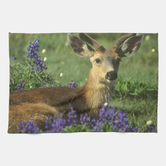 Schwarzschwanzhirsche, Odocoileus hemionus Küchentuch (Horizontal)