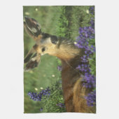 Schwarzschwanzhirsche, Odocoileus hemionus Küchentuch (Vertikal)