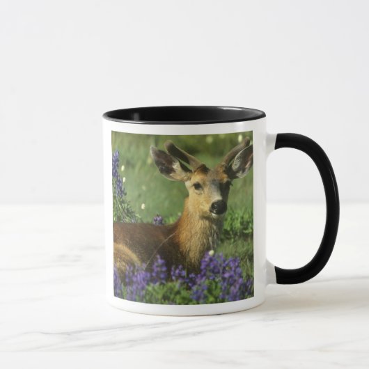 Schwarzschwanzhirsche, Odocoileus hemionus Tasse (Rechts)
