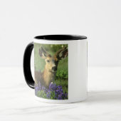 Schwarzschwanzhirsche, Odocoileus hemionus Tasse (Vorderseite Links)