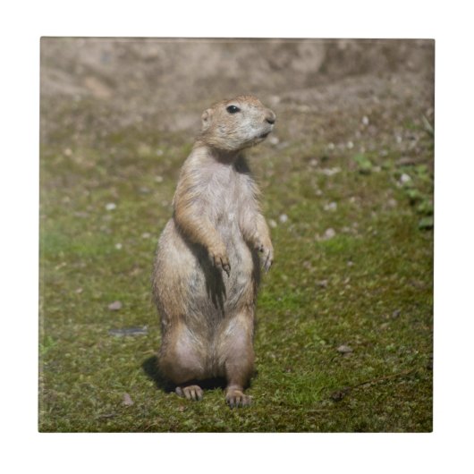 Schwarzschwanzhund Fliese (Vorderseite)