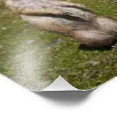 Schwarzschwanzhund Fotodruck (Ecke)