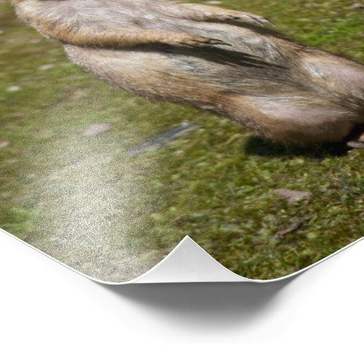 Schwarzschwanzhund Fotodruck (Ecke)